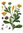 Natürliche Pflanzen Öl-Seife Ringelblumenseife Calendula