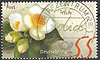 2414 Kameliengruss 55 C Deutschland stamps